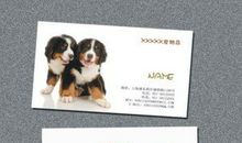 动物名片——小狗