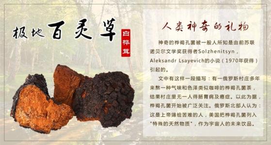 白桦树的自白