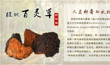 一棵桦树的自白