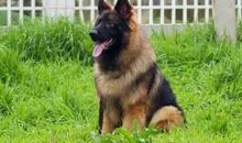 我是一只牧羊犬