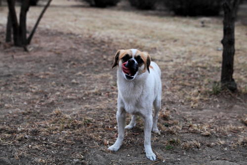 遇到一只小白狗