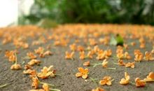 花香满径成长路