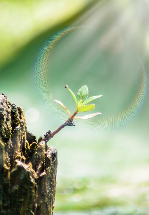 顽固的臭虫