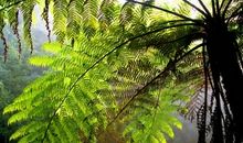 蕨类植物——桫椤