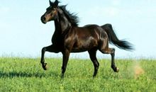 我最喜欢的动物——马