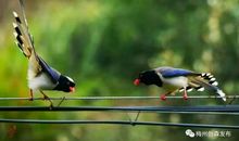 喜鹊安家