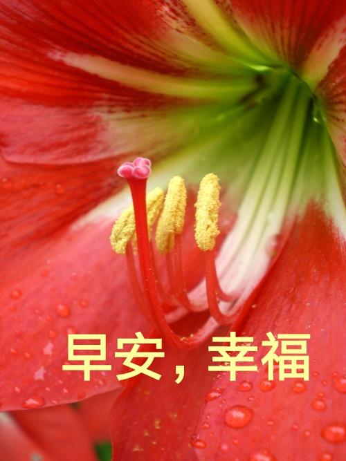 那朵盛开的友谊之花