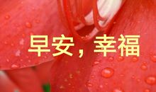 那朵盛开的情谊之花