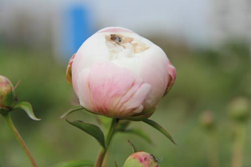 像花一样微笑