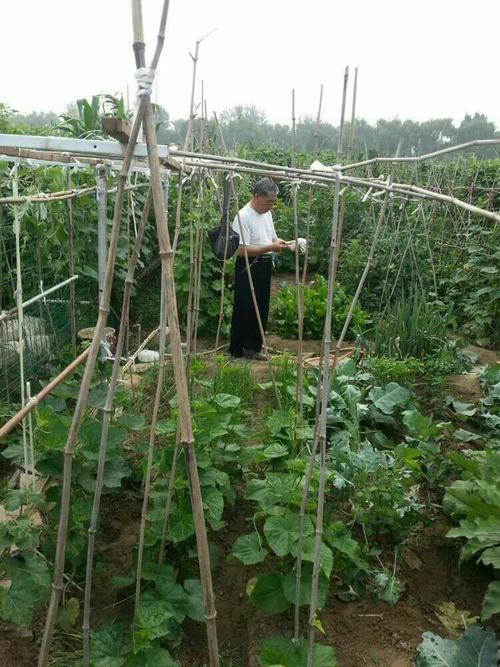 菜园之乐