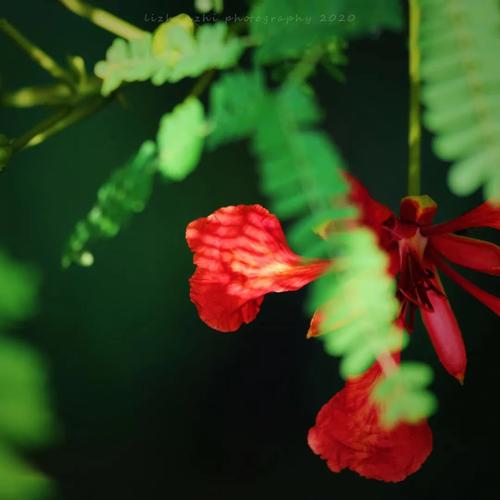 夏天淡淡的红色