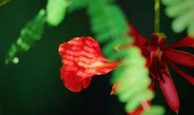 夏日里的一抹红