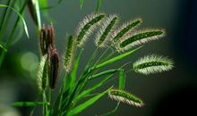 我想变成一根小草