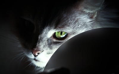 灰猫捉鱼的启示