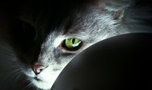 灰猫抓鱼的启示