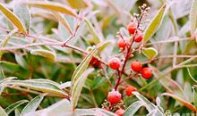 倾听冬日的声音