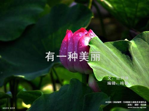 有一种叫做善的美