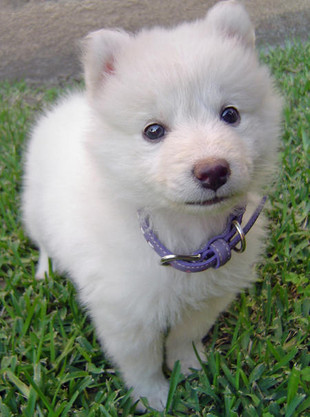 六只幼犬