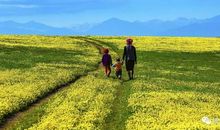 我爱这一片土地