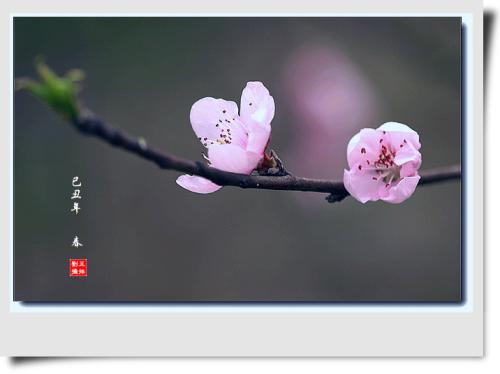 三月桃花开