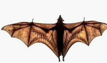 青蛙给人类的一封信