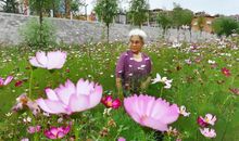 我把思念送给你