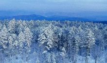 冰雪森林读后感