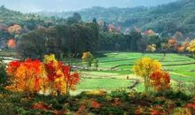 漫步山间赏秋色