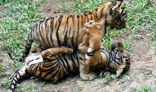 我的妈妈是老虎