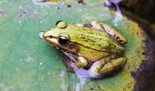 保护有益的小动物