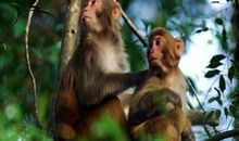 红豆树也有温度