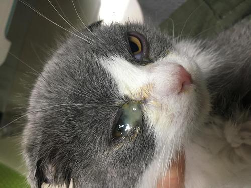 我发现猫的眼睛会变
