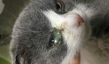 我发现猫的眼睛会变