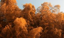 爱上那一抹棕色