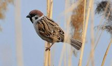 描写小麻雀的作文