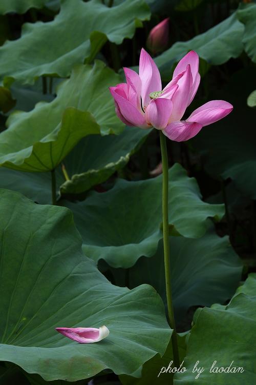 莲花鉴赏