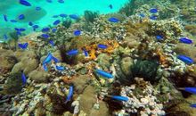 在蜈支洲岛潜水