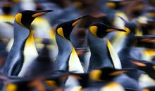 藏在“企鹅”里的秘密