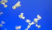 上海水族馆