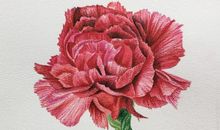 假如我是一朵康乃馨