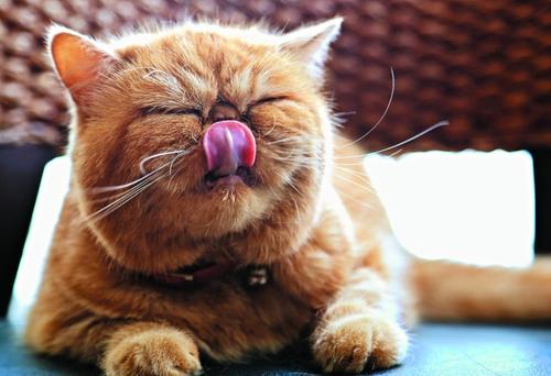 母猫的故事