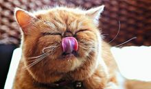 一只母猫的故事