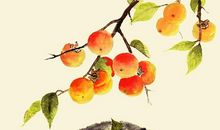 外婆家的荔枝树