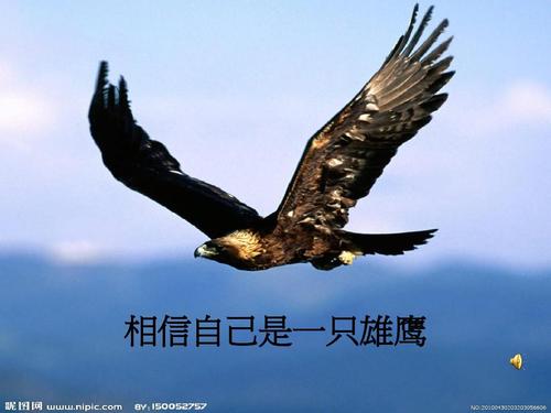 如果我是老鹰