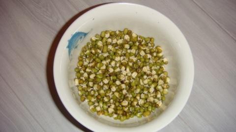 观察绿豆日记