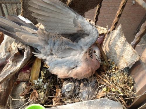 生活之母2号海龟鸽子