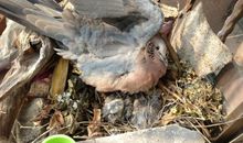 生命之二号斑鸠妈妈