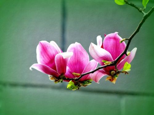 玉兰花