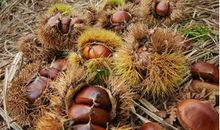 我爱家乡的板栗