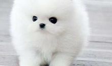 可爱的“双毛”